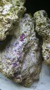 [TodoMarino.com] Alga coralina en roca muerta