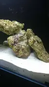 [TodoMarino.com] Alga coralina en roca muerta