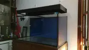 [TodoMarino.com] Hola soy juan , nuevo en marino aqui dejo un resumen de mi acuario que empece a ciclar el 17-3-2017