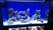 [TodoMarino.com] Hola soy juan , nuevo en marino aqui dejo un resumen de mi acuario que empece a ciclar el 17-3-2017