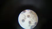 [TodoMarino.com] Identificar Cyano, Dinos o Diatomea