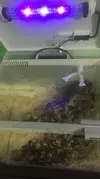 [TodoMarino.com] Fluval Flex 34 L  -  Flame of Udun Reef