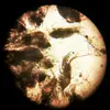 [TodoMarino.com] COPÉPODOS DE D.V.H: ZOOPLANKTON DEL ÁRTICO 100% ECOLÓGICO