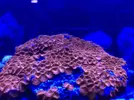 [TodoMarino.com] FOTOS DEL ACUARIO… PERFECTAS.