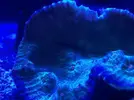 [TodoMarino.com] FOTOS DEL ACUARIO… PERFECTAS.