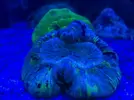 [TodoMarino.com] FOTOS DEL ACUARIO… PERFECTAS.