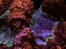 [TodoMarino.com] FOTOS DEL ACUARIO… PERFECTAS.