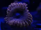 [TodoMarino.com] FOTOS DEL ACUARIO… PERFECTAS.
