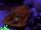 [TodoMarino.com] FOTOS DEL ACUARIO… PERFECTAS.