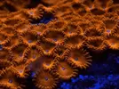 [TodoMarino.com] FOTOS DEL ACUARIO… PERFECTAS.