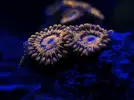 [TodoMarino.com] FOTOS DEL ACUARIO… PERFECTAS.