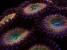 [TodoMarino.com] FOTOS DEL ACUARIO… PERFECTAS.