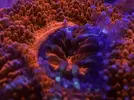 [TodoMarino.com] FOTOS DEL ACUARIO… PERFECTAS.