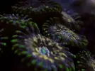 [TodoMarino.com] FOTOS DEL ACUARIO… PERFECTAS.