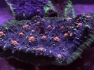 [TodoMarino.com] FOTOS DEL ACUARIO… PERFECTAS.