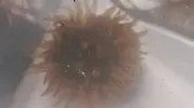 [TodoMarino.com] Actinia equina