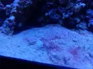 [TodoMarino.com] Nuevo acuario 250L Novato