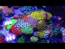 [TodoMarino.com] Corales y anemonas para principiantes.