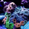 [TodoMarino.com] Corales y anemonas para principiantes.
