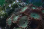 [TodoMarino.com] Corales y anemonas para principiantes.