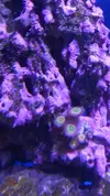 [TodoMarino.com] Alga coralina en la roca, ¿demasiada?.