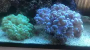 [TodoMarino.com] Princes Reef