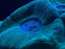 [TodoMarino.com] Princes Reef