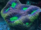 [TodoMarino.com] Princes Reef