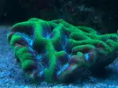 [TodoMarino.com] Princes Reef