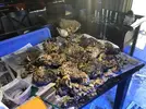 [TodoMarino.com] Vendo corales con roca viva - Lleida