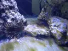 [TodoMarino.com] Parking Reef 550l