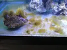 [TodoMarino.com] Parking Reef 550l