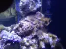 [TodoMarino.com] Parking Reef 550l