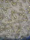 [TodoMarino.com] GUIA DINOFLAGELADOS!!!