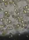 [TodoMarino.com] GUIA DINOFLAGELADOS!!!