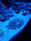 [TodoMarino.com] Cambio o Vendo Corales (envios)