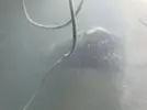 [TodoMarino.com] Silenciar ACUARIO