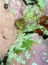 [TodoMarino.com] Coral pero que tipo ? O no es un coral