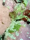 [TodoMarino.com] Coral pero que tipo ? O no es un coral
