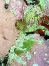 [TodoMarino.com] Coral pero que tipo ? O no es un coral