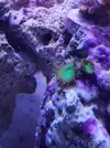 [TodoMarino.com] Coral pero que tipo ? O no es un coral