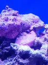 [TodoMarino.com] Coral pero que tipo ? O no es un coral