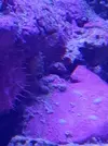[TodoMarino.com] Coral pero que tipo ? O no es un coral