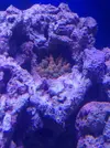 [TodoMarino.com] Coral pero que tipo ? O no es un coral