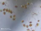 [TodoMarino.com] GUIA DINOFLAGELADOS!!!