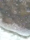 [TodoMarino.com] Montipora plato, duda crecimiento o daño