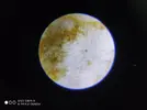 [TodoMarino.com] Ostreopsis sp, la madre de todas las pestes