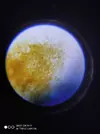 [TodoMarino.com] Ostreopsis sp, la madre de todas las pestes