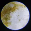 [TodoMarino.com] Ostreopsis sp, la madre de todas las pestes