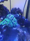 [TodoMarino.com] Nudibranquios ZOas